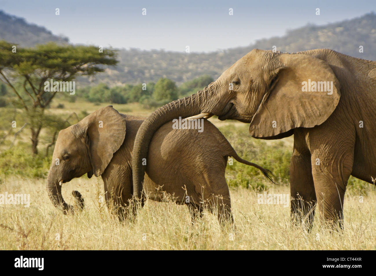 Elefante femmina accarezzando vitello con tronco, Samburu, Kenya Foto Stock
