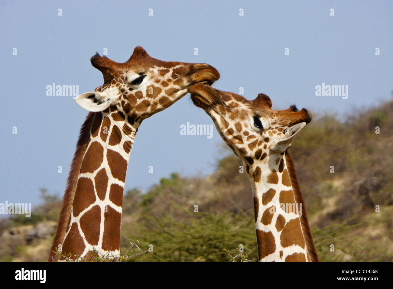 Le giraffe reticolate, Samburu, Kenya Foto Stock