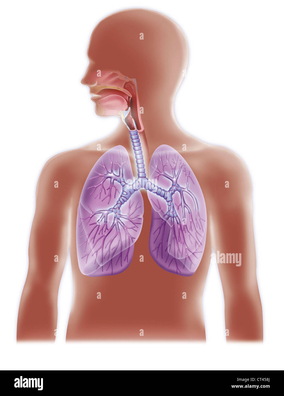 Apparato respiratorio, disegno Foto Stock