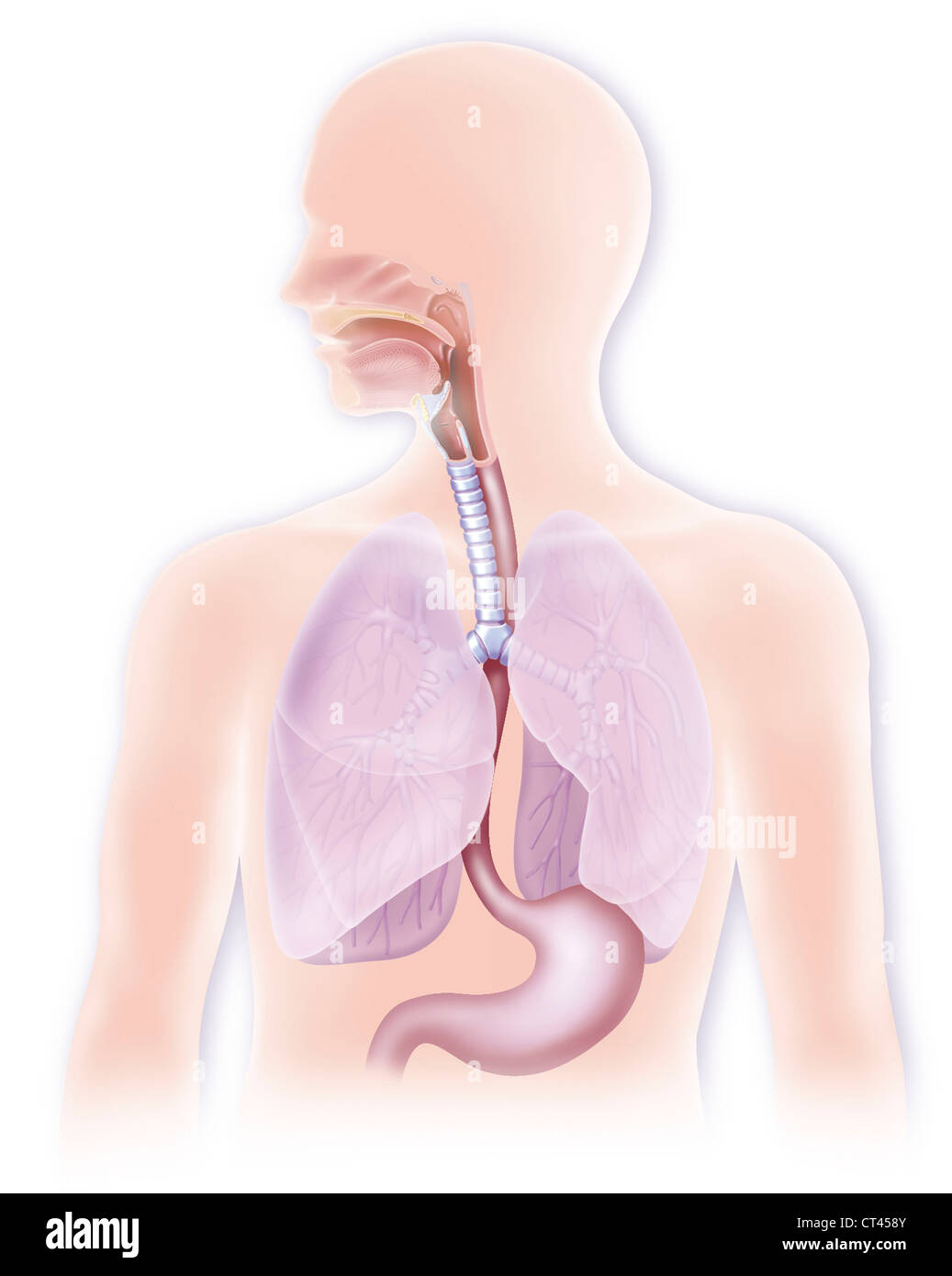 ANATOMIA, TRONCO Foto Stock