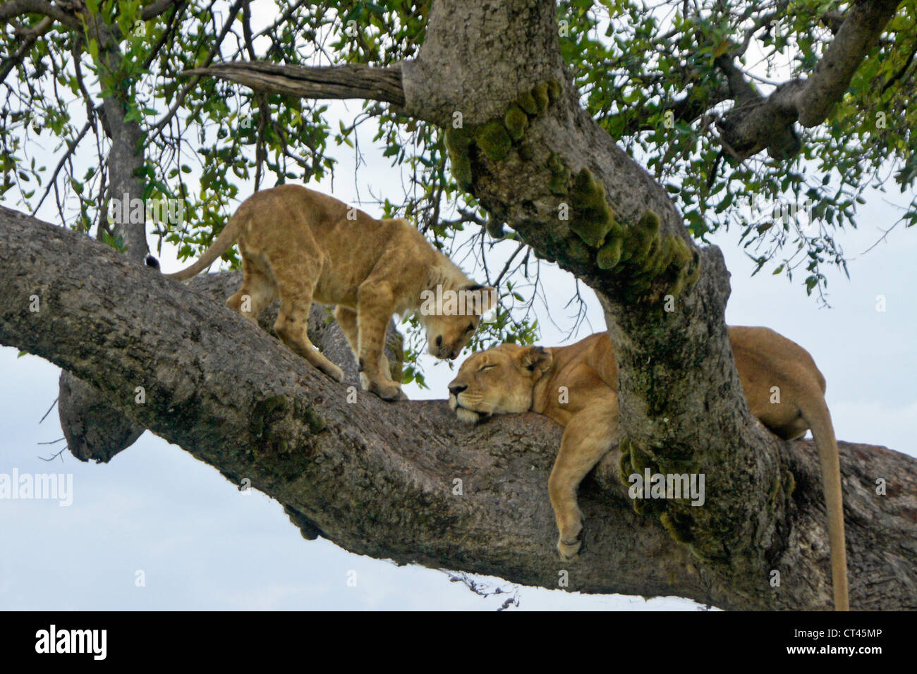 Leonessa (Tamu o Nyota) e cub (Moja) di appoggio nella struttura ad albero, il Masai Mara, Kenya Foto Stock