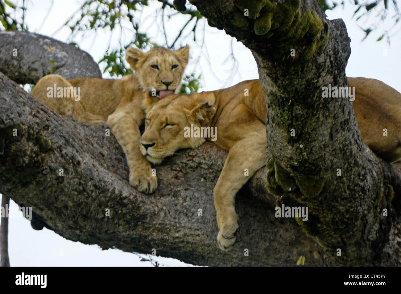 Leonessa (Tamu o Nyota) e cub (Moja) di appoggio nella struttura ad albero, il Masai Mara, Kenya Foto Stock