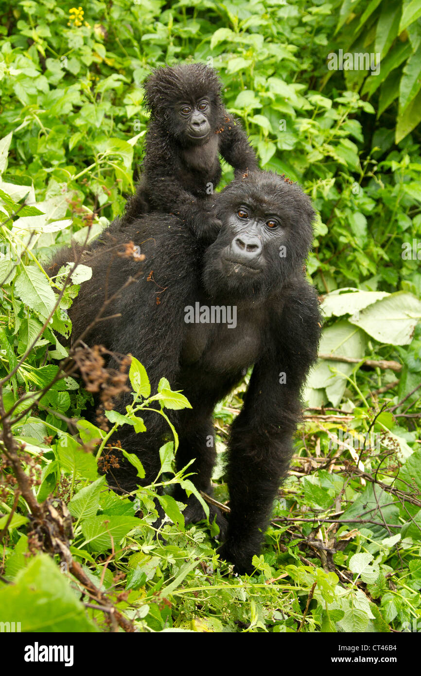 L'Africa, il Ruanda, il Parco Nazionale dei Vulcani, Gorilla di Montagna. Gruppo Sabyinyo, specie in via di estinzione, madre con i giovani Foto Stock