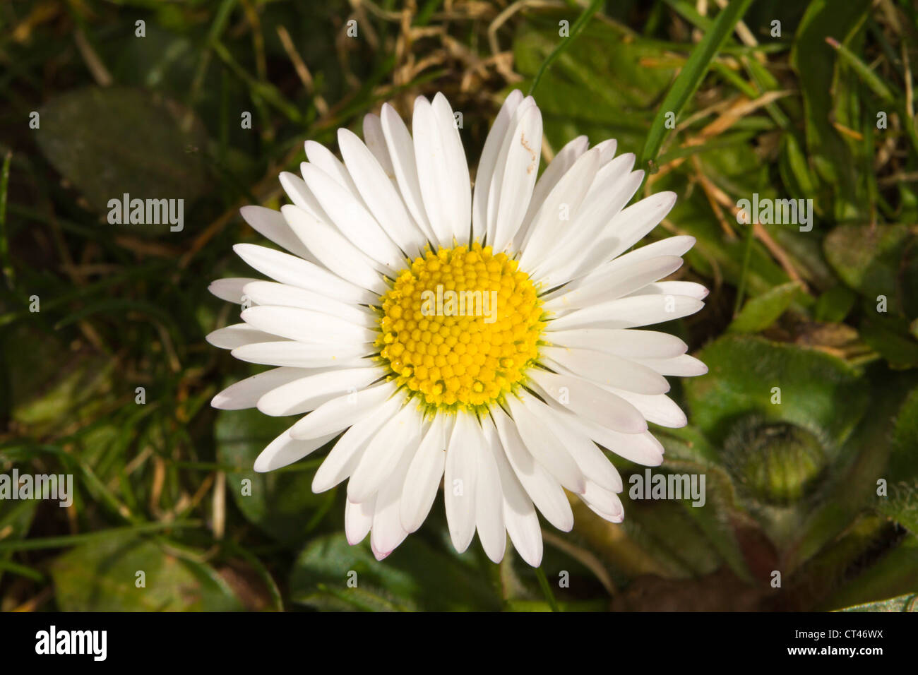 Daisy (Bellis perennis) fiore Foto Stock