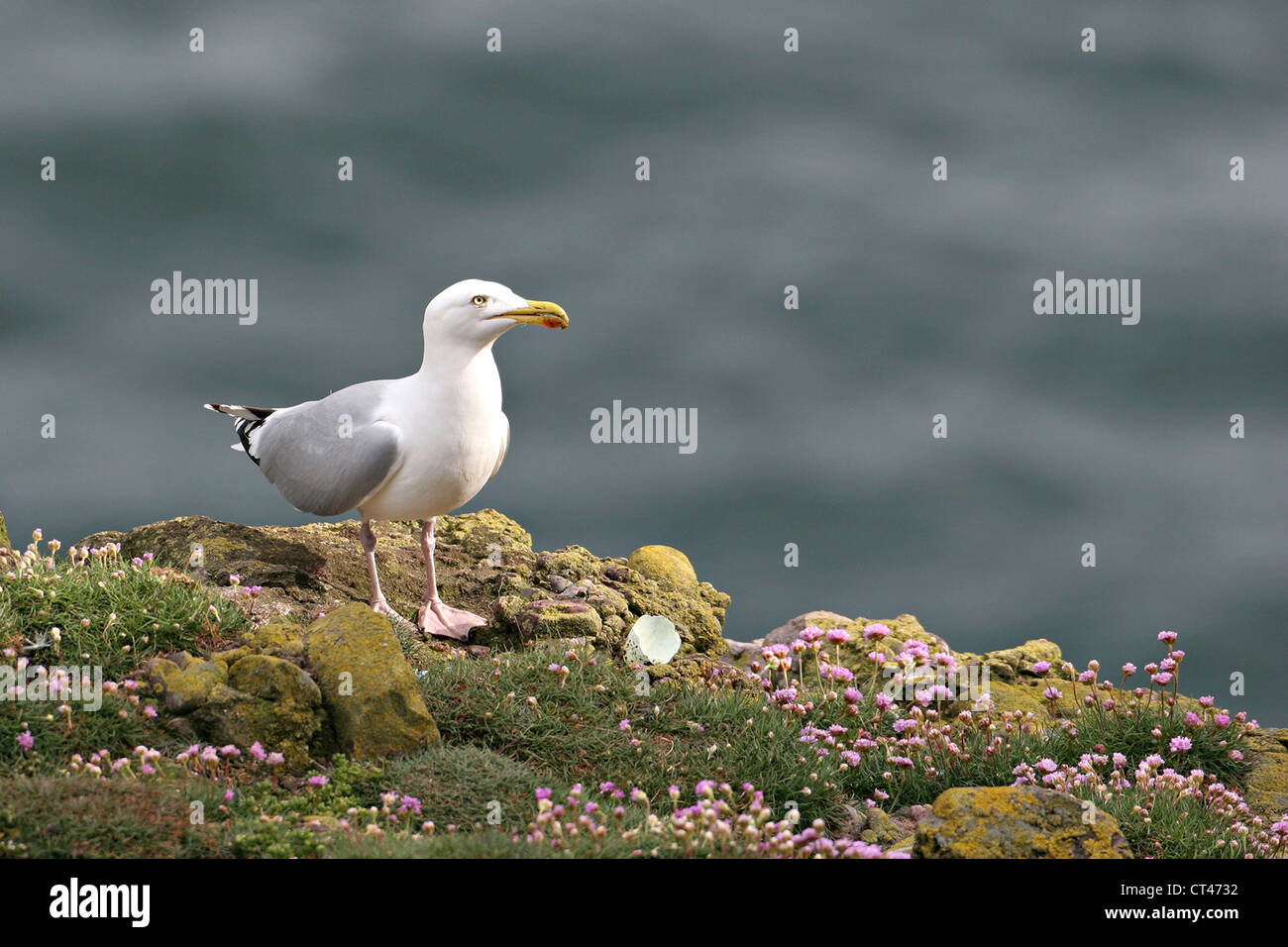 Aringa europea GABBIANO Foto Stock