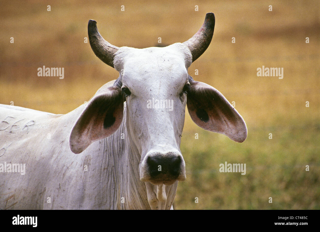 Un sud americana brahma vacca in una foresta di pioggia pascoli del bacino amazzonico del Brasile Foto Stock