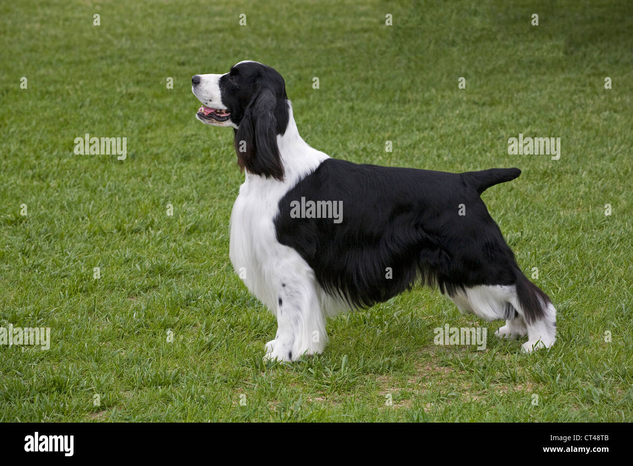 Un bianco e nero English Springer spaniel showdog in 'stack' posizione presso un AKC dog show Foto Stock