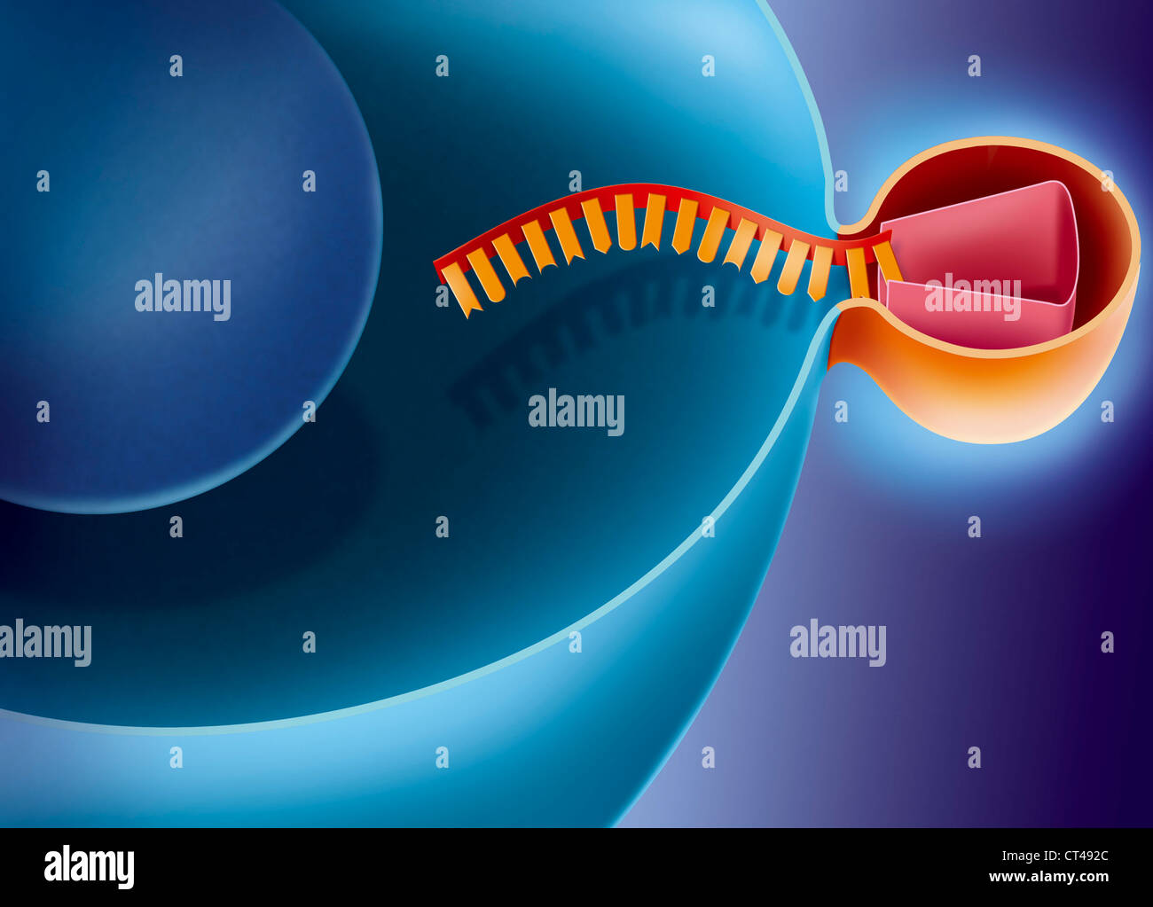 L'interferenza del RNA Foto Stock