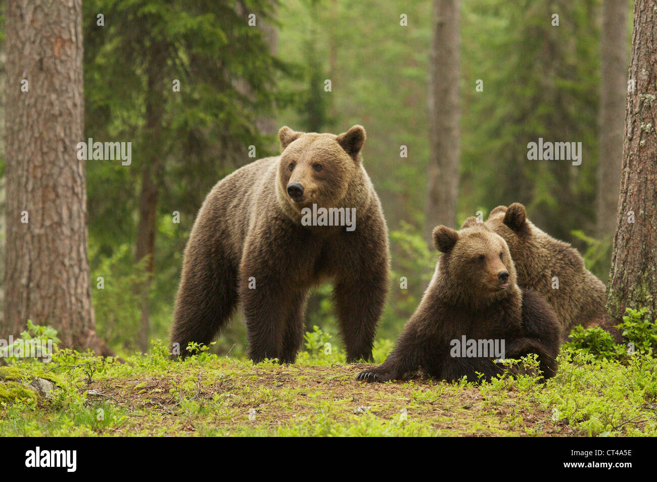 Famiglia di orsi bruni, Ursus arctos, nella foresta, Suomussalmi, Finlandia Foto Stock Famiglia di orsi bruni, Ursus arctos, nella foresta, Suomussalmi, Finlandia Foto Stock