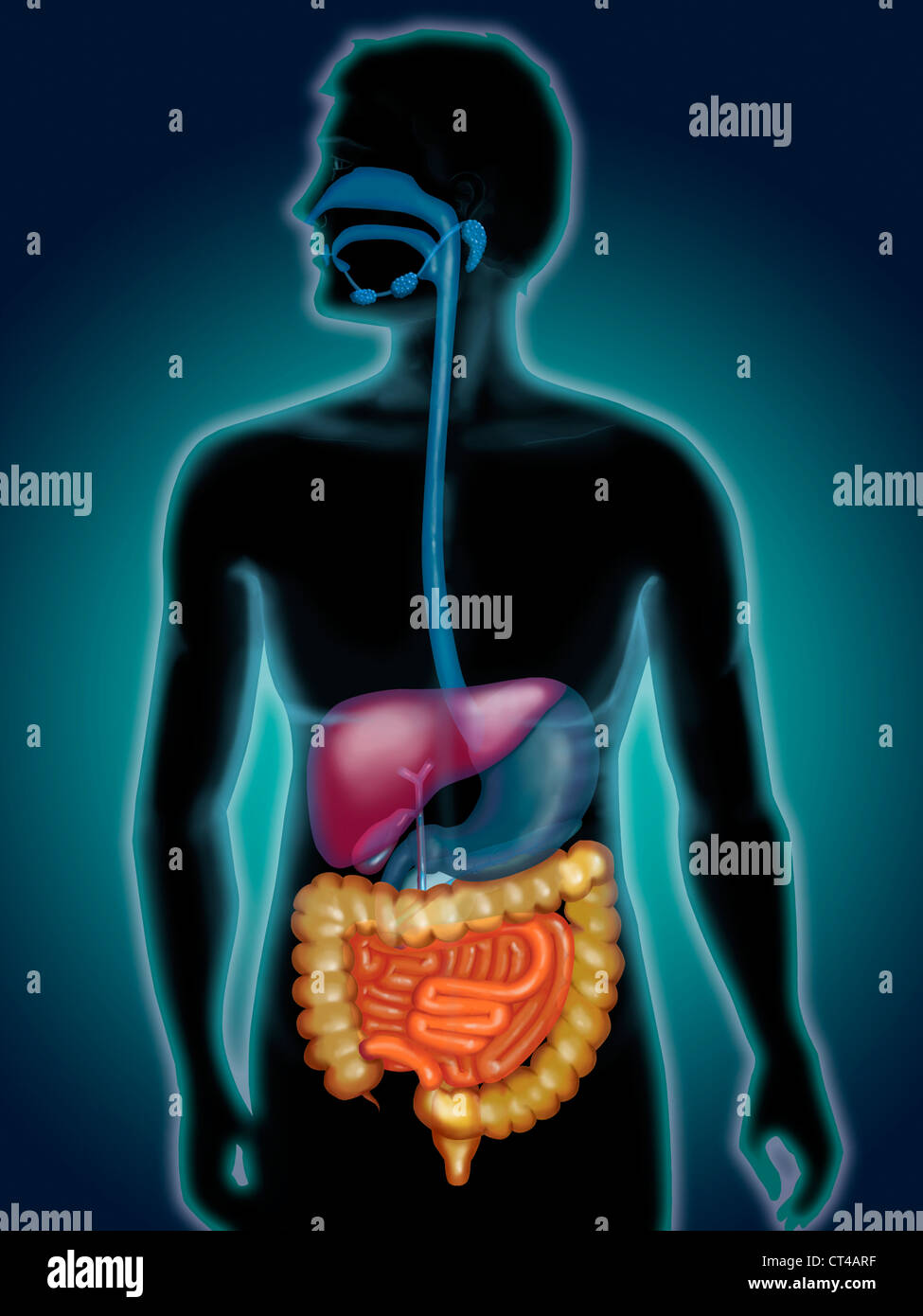 Sistema digestivo, illustrazione Foto Stock