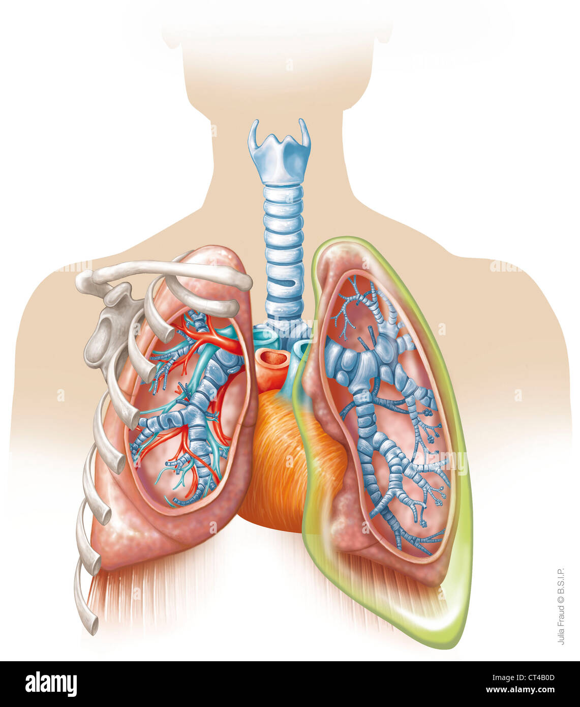 Apparato Respiratorio Disegno Foto Stock Alamy