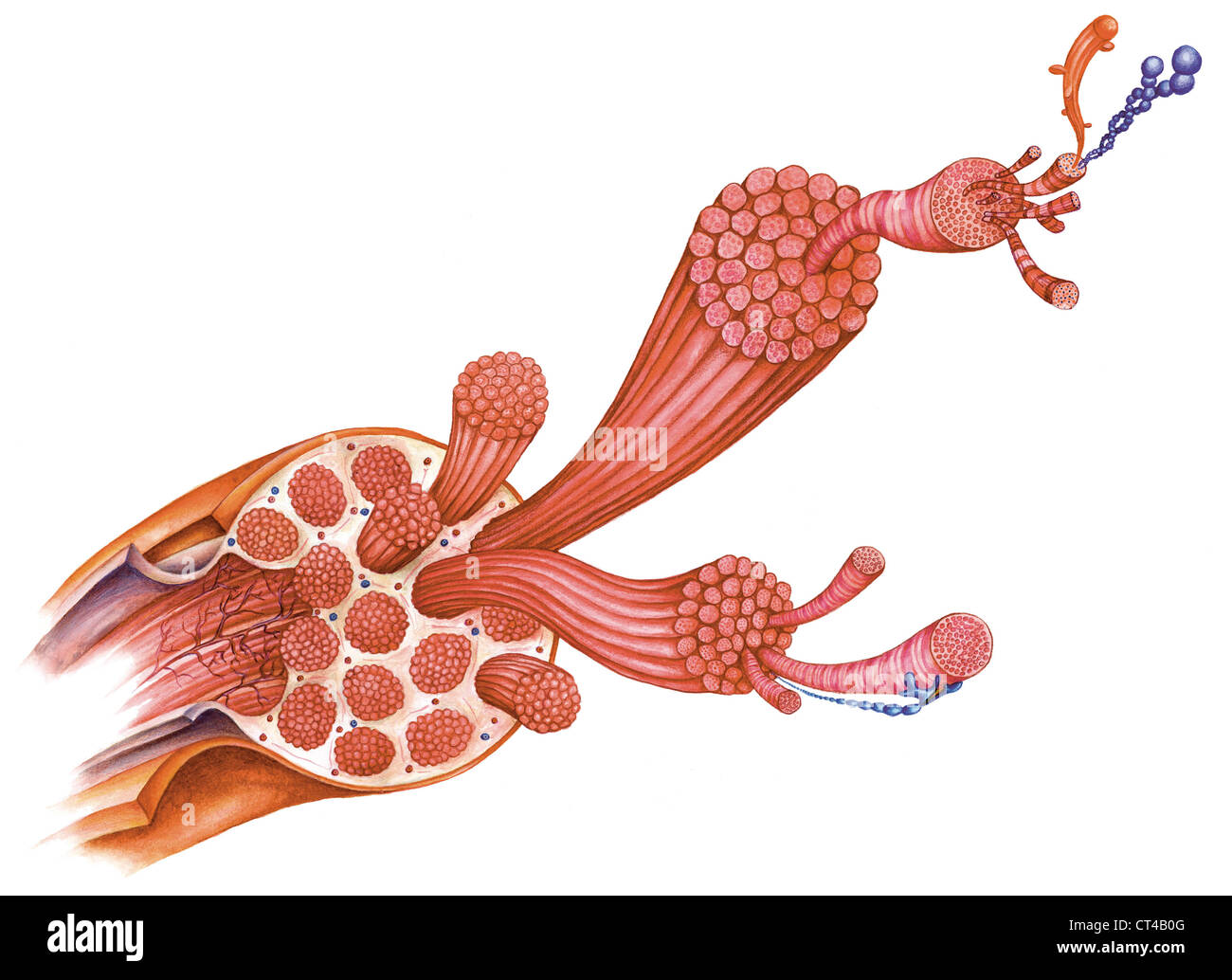 Il muscolo scheletrico, illustrazione Foto Stock
