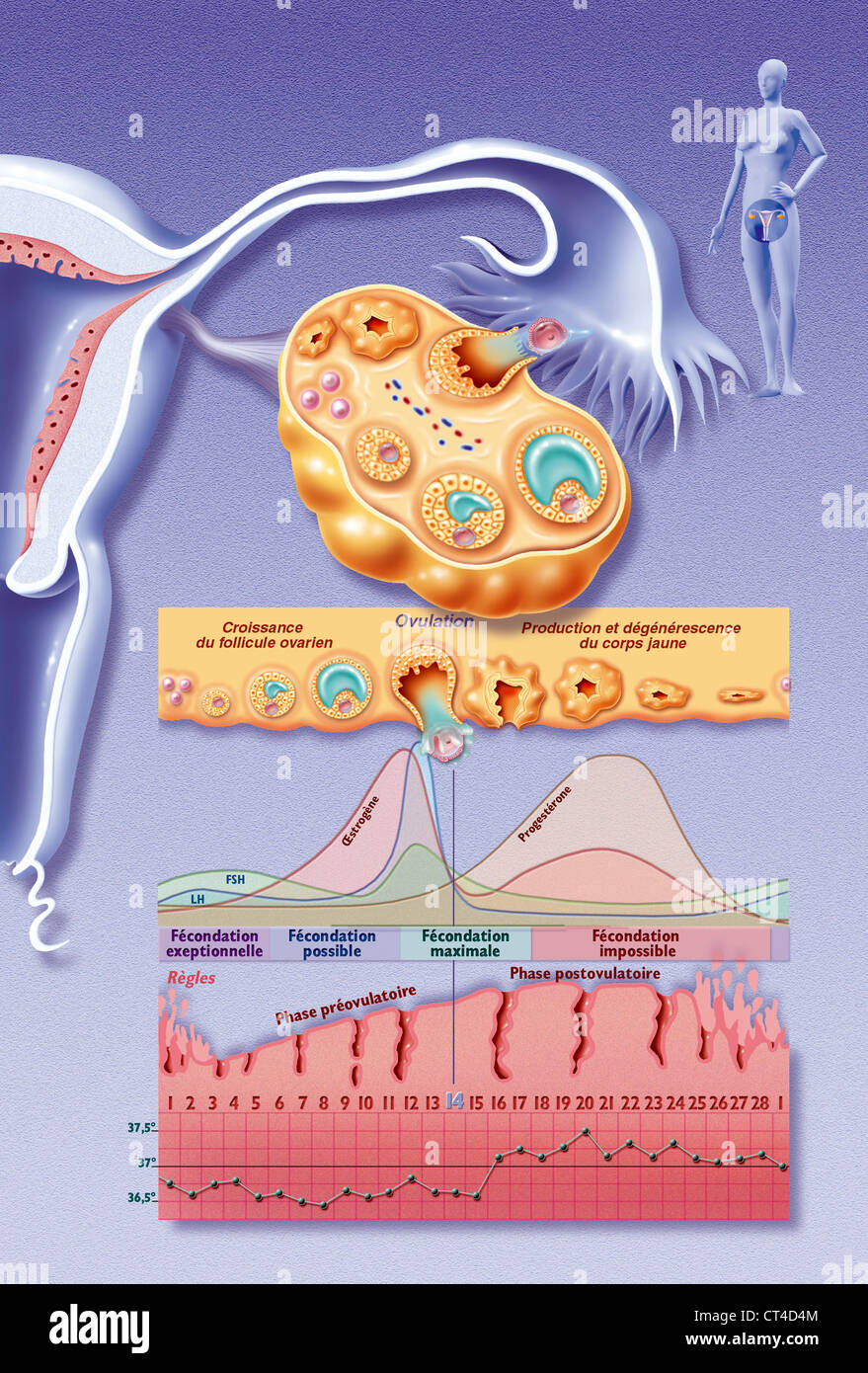 L'ovulazione, disegno Foto Stock