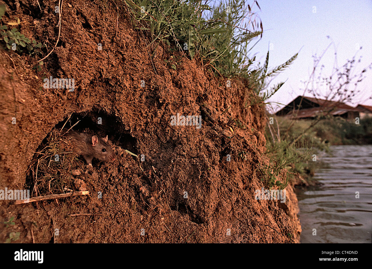 RATTO MARRONE Foto Stock