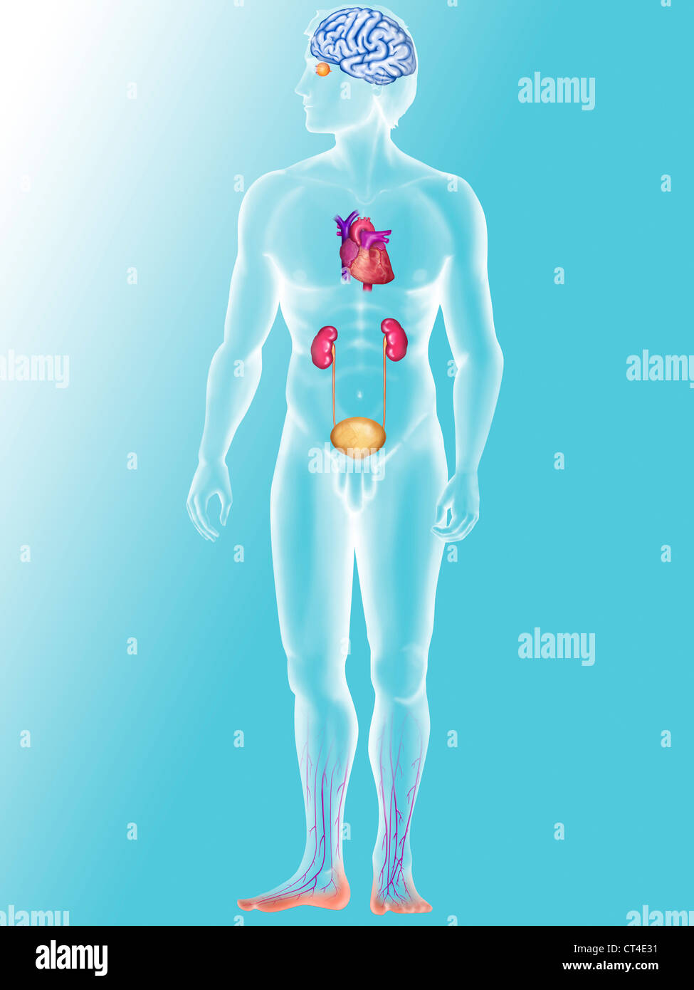 Il diabete, disegno Foto Stock