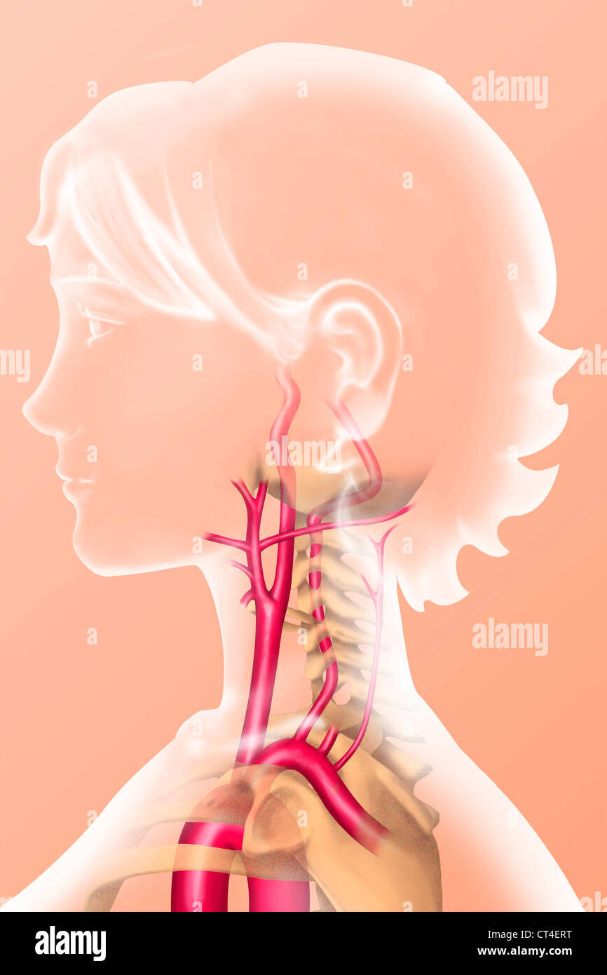 Carotide, illustrazione Foto Stock