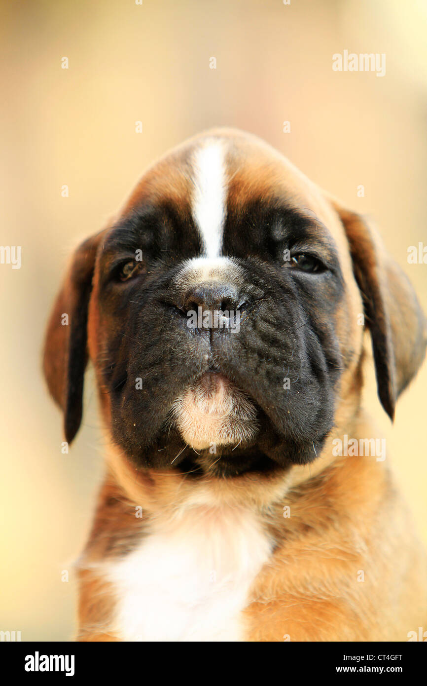 Un boxer cucciolo di cane, ritratto Foto Stock