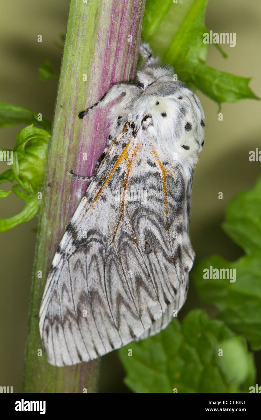 Puss Moth (Cerura vinula) in appoggio su una pianta stelo Foto Stock