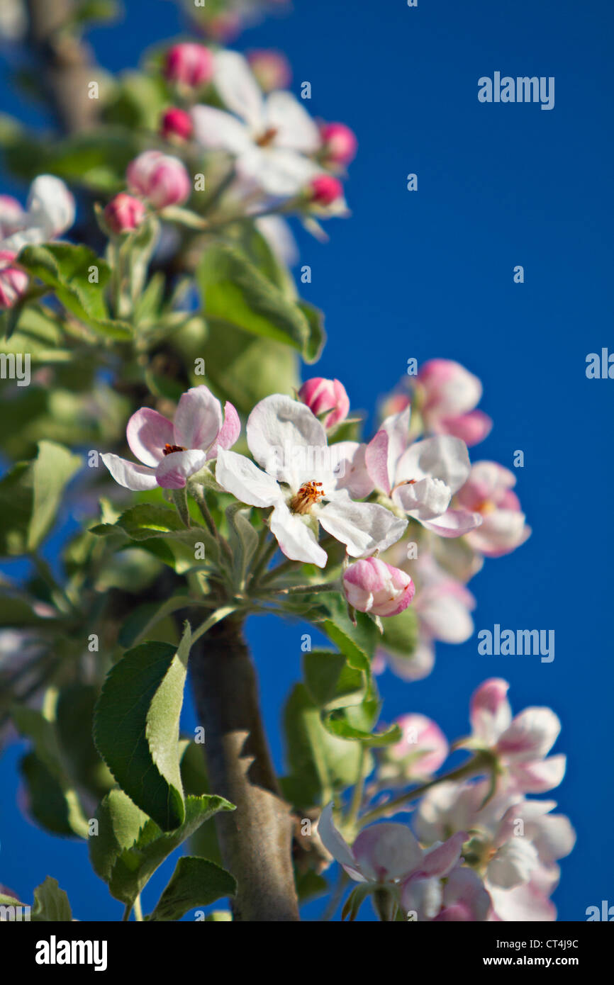 Apple tree blossoms (Malus sp.) Foto Stock