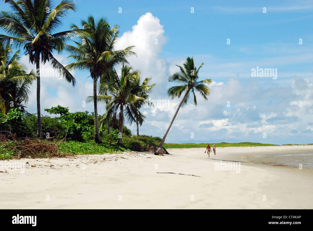 Il Brasile, Pernambuco, Ilha de Itamaraca, Corrao de Aviao, spiaggia bianca con palme Foto Stock
