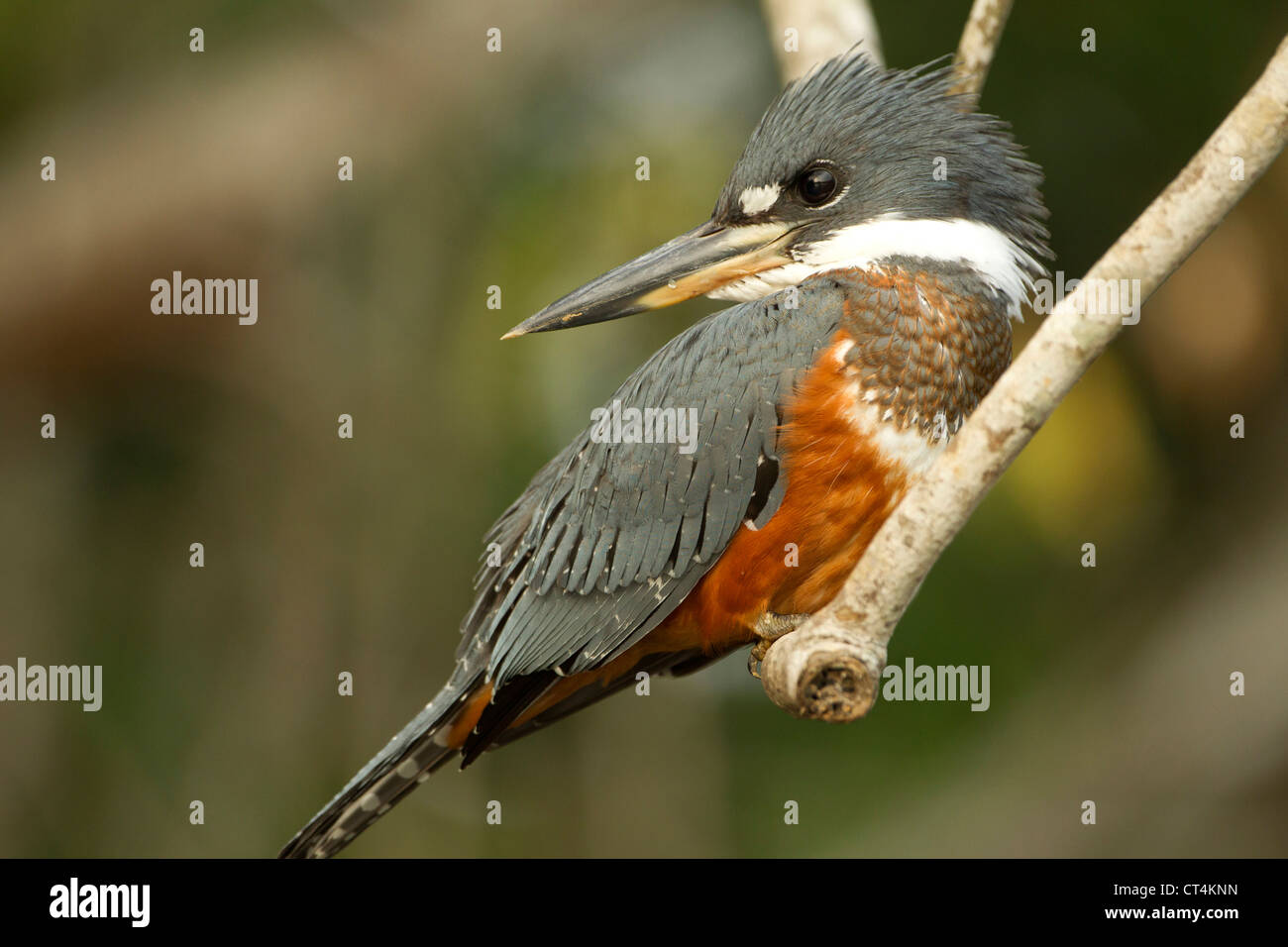 Sud America, Brasile, Pantanal, inanellati Kingfisher, Ceryle torquata, appollaiato sul ramo, Foto Stock