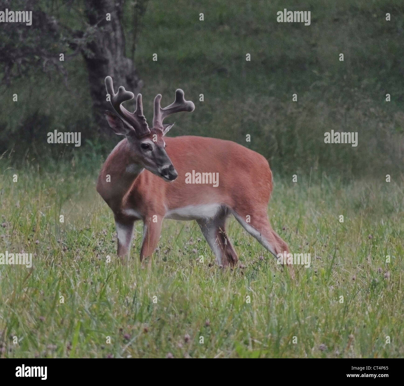 White-tailed Buck, palchi in velluto, Smoky Mountains National Park Cades Cove Area, Tennessee. Foto Stock