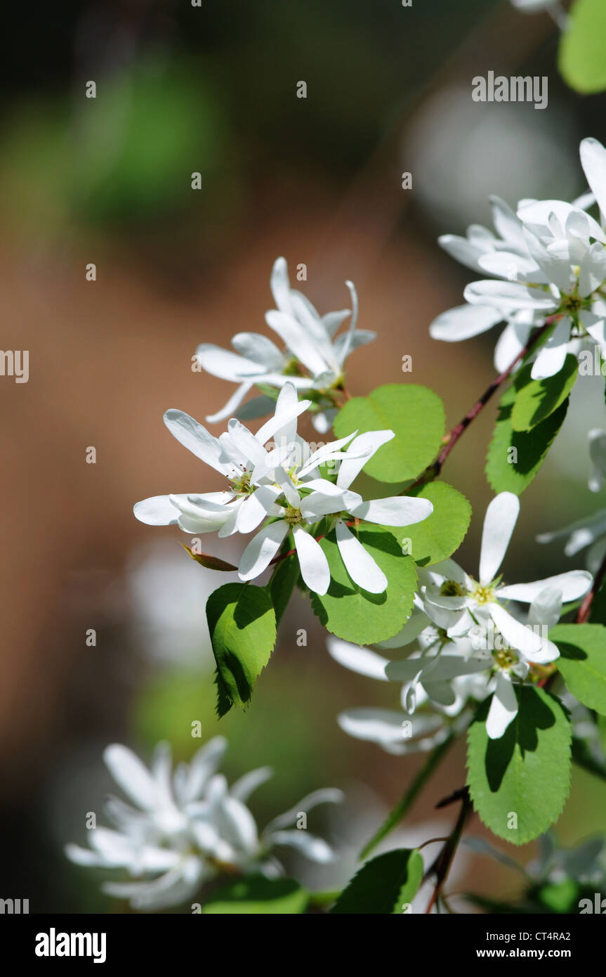 Saskatoon berry pianta che fiorisce in primavera Foto Stock