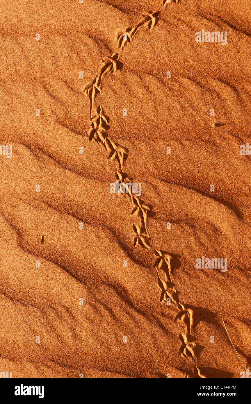 Elk207-2222v Oman, Wahibah (Sharqiya) Sanda, paesaggio di dune con tracce di uccelli Foto Stock