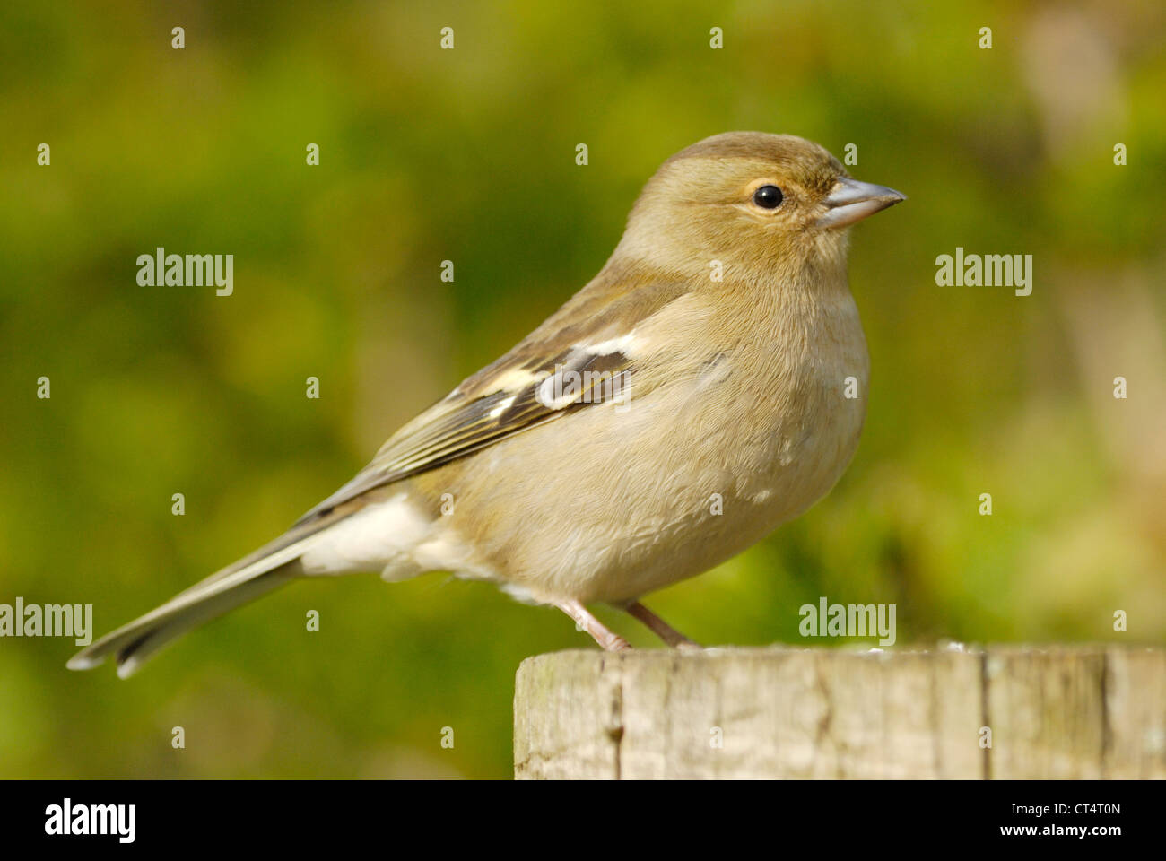 Femmina (fringuello Fringilla coelebs) al Denbies Hillside Su North Downs Way, Surrey, Inghilterra. Aprile 2012. Foto Stock