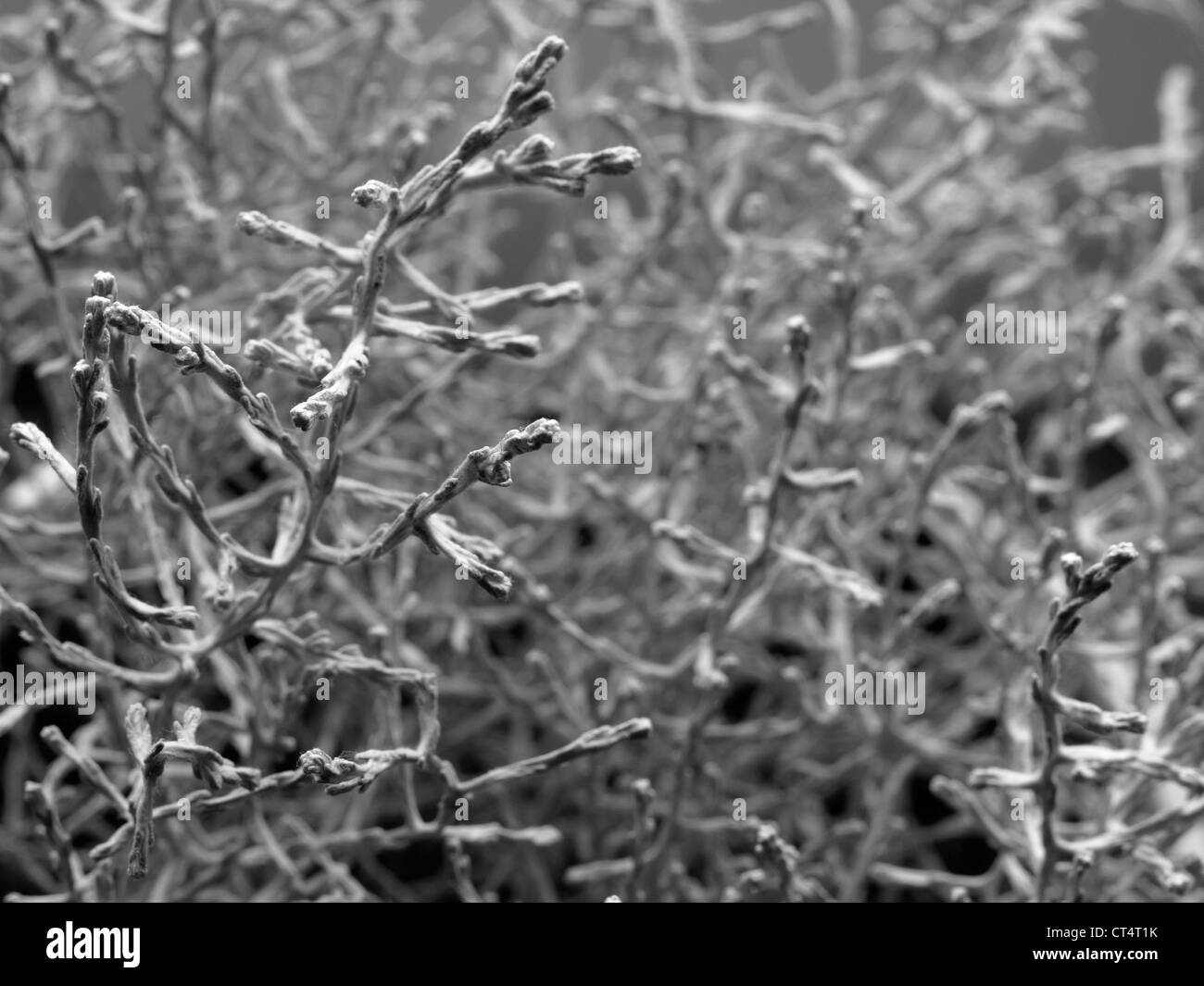 A SECCO impianto decorativo Foto Stock