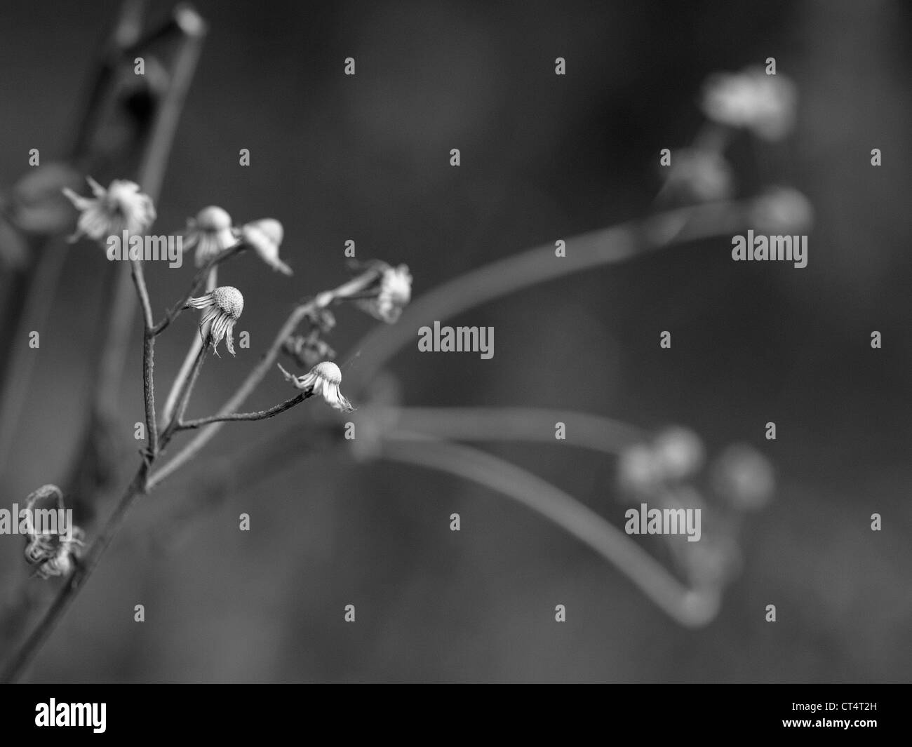 Fiore secco - fotografia in bianco e nero Foto Stock