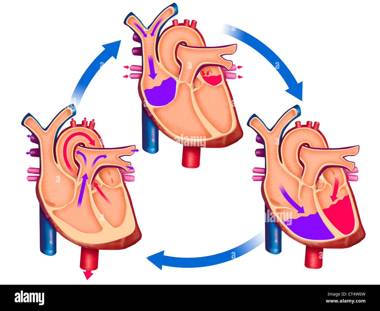 La circolazione del sangue, illustrazione Foto Stock