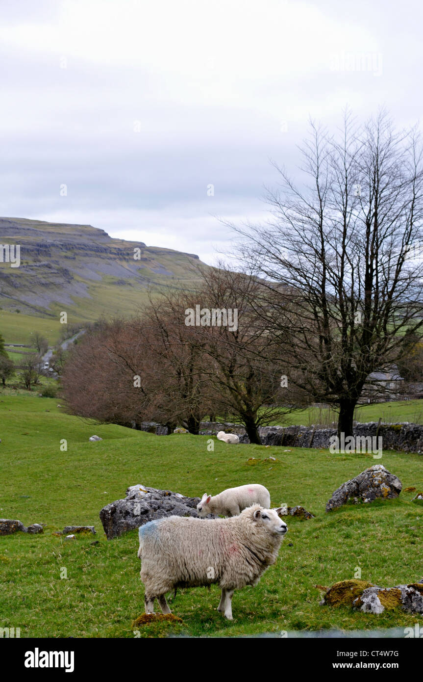 Pecore e di agnello in un campo di massi di pietra calcarea a cappella-le-Dale, Yorkshire Dales National Park, Inghilterra. Foto Stock