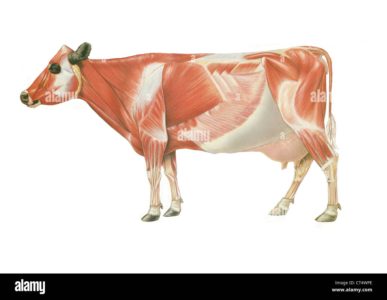 Anatomia della mucca, disegno Foto Stock