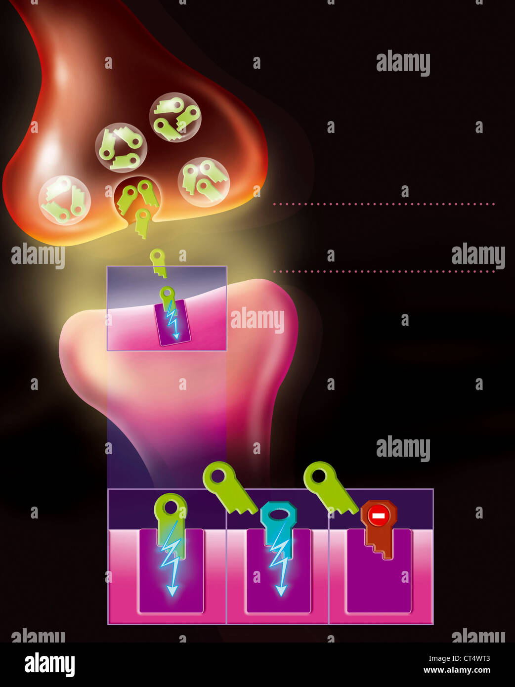 La dopamina SYNAPSE Foto Stock
