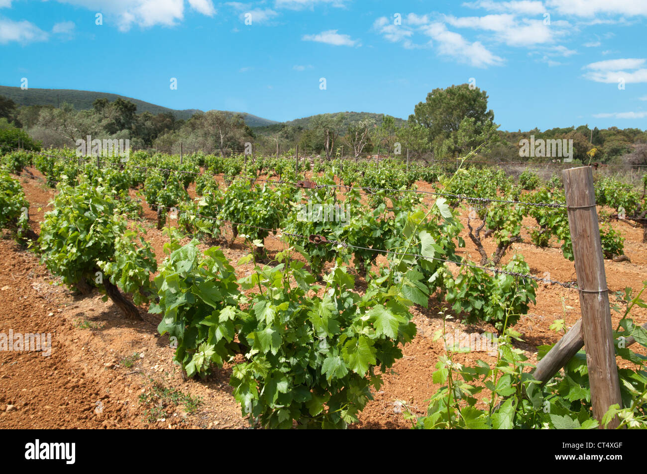 I vitigni crescono nella regione dell'Algarve Portogallo Foto Stock