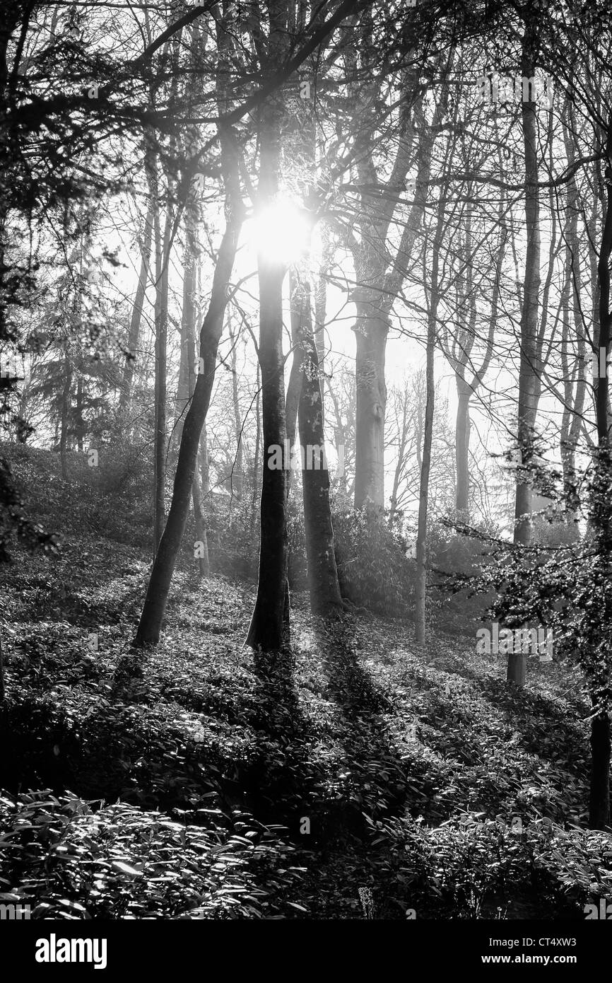 La luce del sole che splende attraverso gli alberi nel Wiltshire Foto Stock