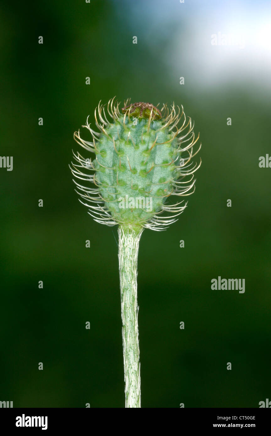 Ruvido al papavero Papaver hybridum (Papaveraceae) Foto Stock