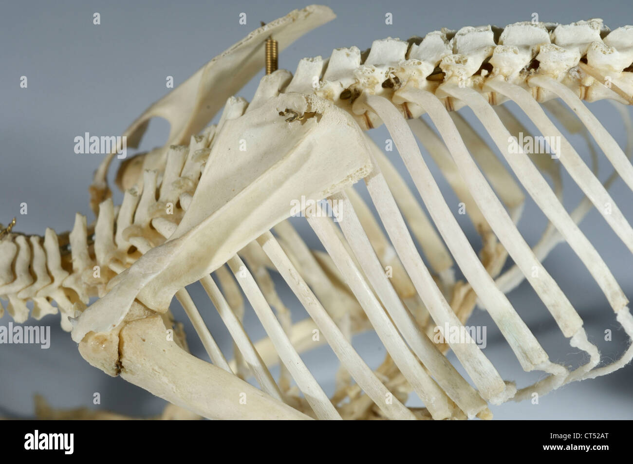 Lo scheletro di HEDGEHOG Foto Stock