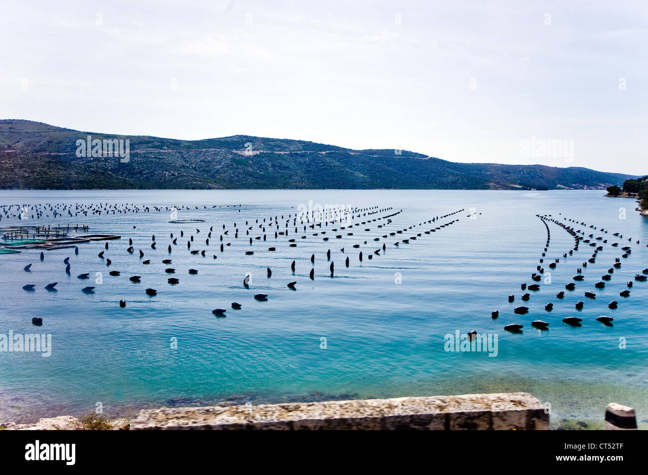 Sibenik Croazia Adriatico mitilicoltura Foto Stock