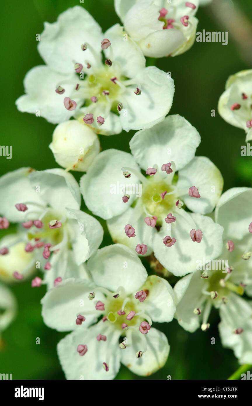 Un close-up di bella biancospino blossom REGNO UNITO Foto Stock