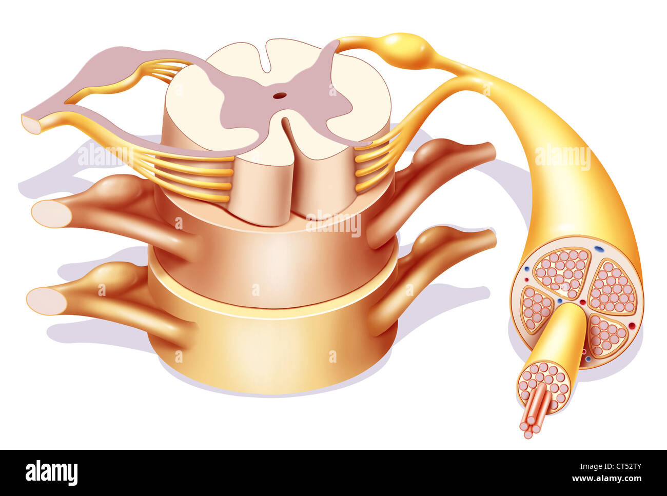 Il midollo spinale, disegno Foto Stock