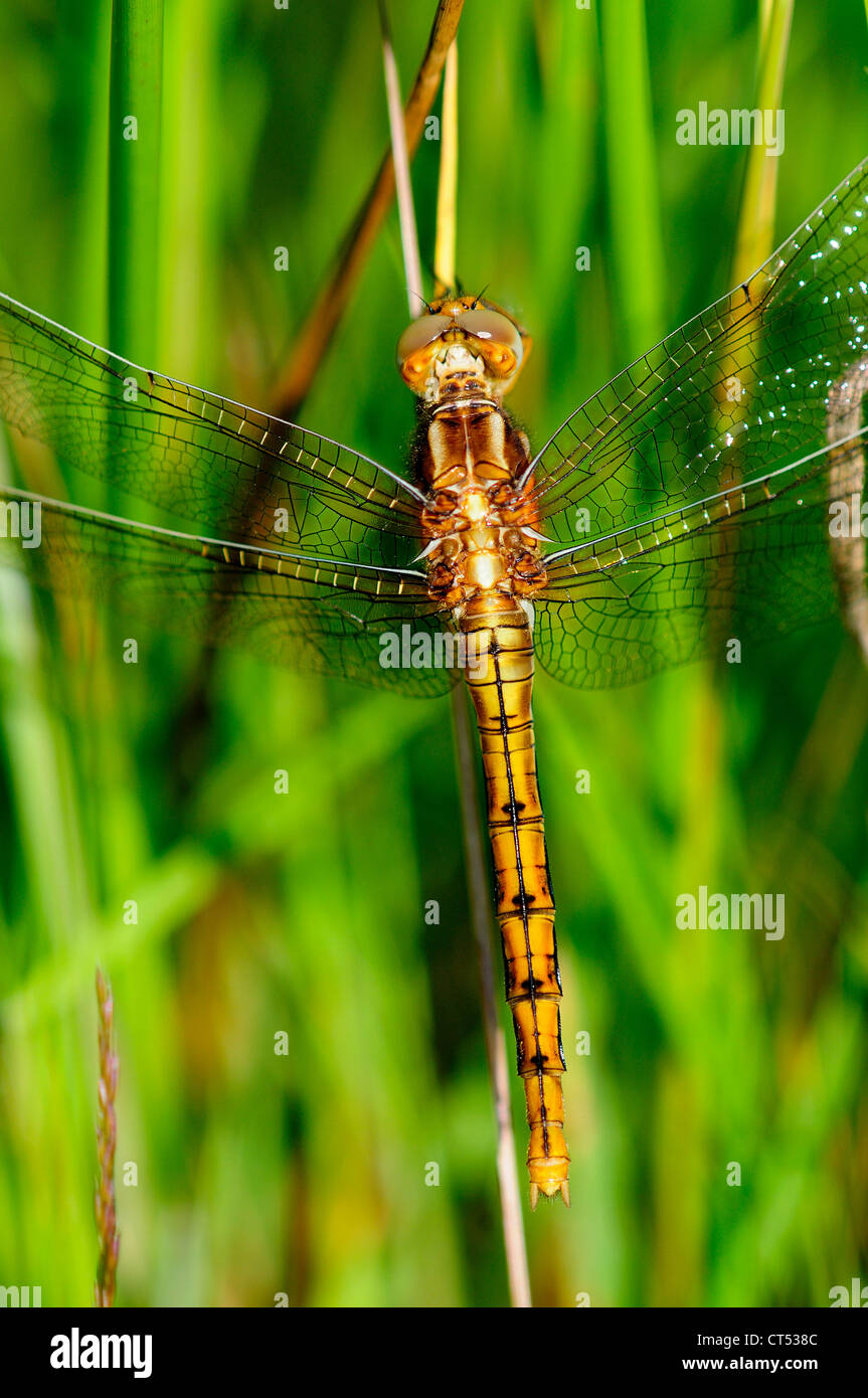 Un close-up di un skimmer keeled dragonfly a riposo REGNO UNITO Foto Stock