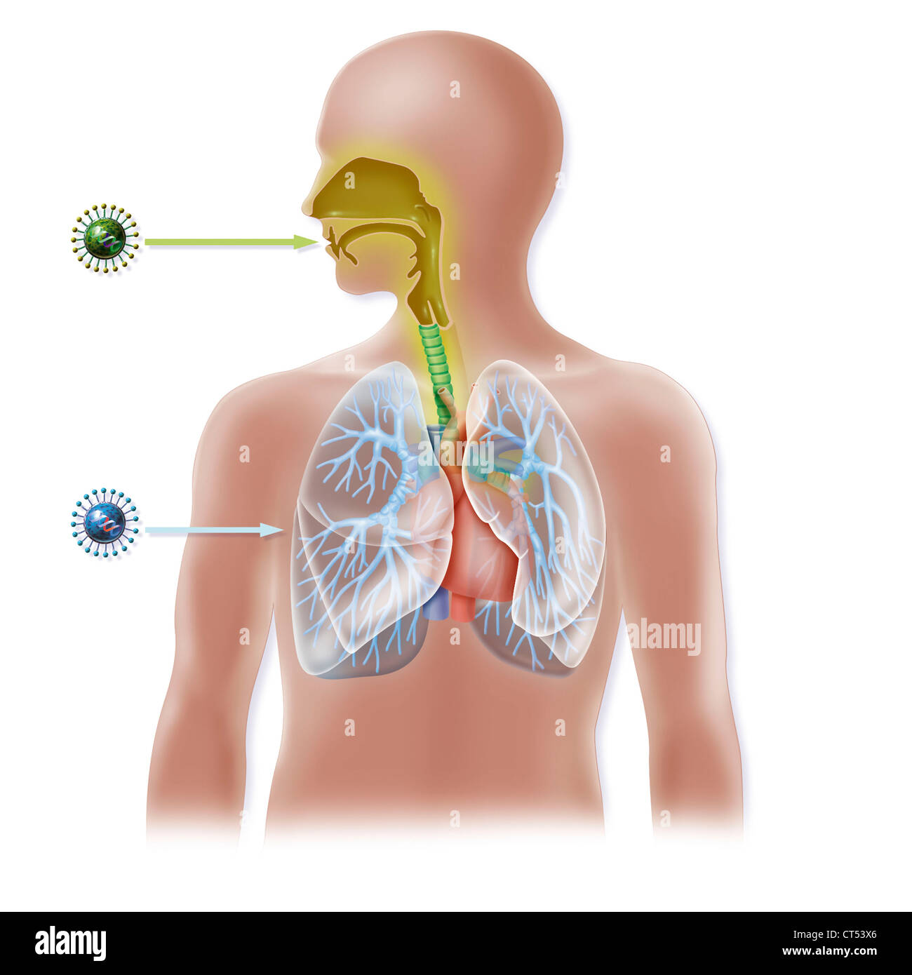 Influenza aviaria, disegno Foto Stock