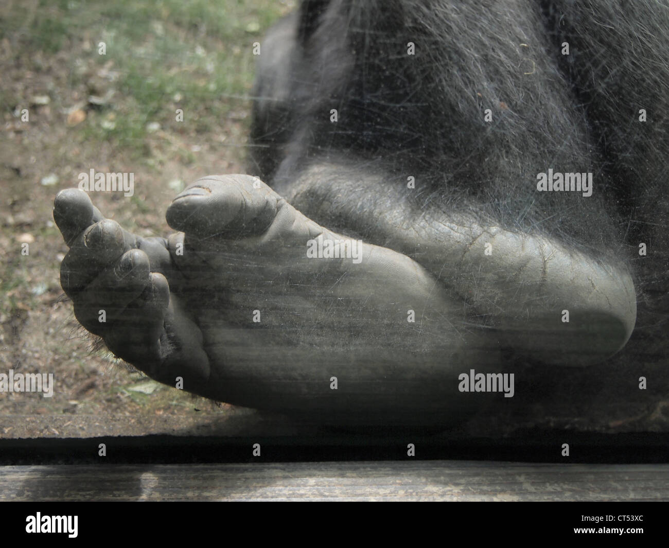 Close-up di sleeping gorilla i piedi al Bronx Zoo, Bronx, New York STATI UNITI D'AMERICA, 18 aprile 2012, © Katharine Andriotis Foto Stock