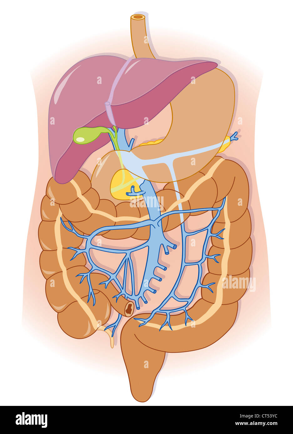 Sistema digestivo, illustrazione Foto Stock