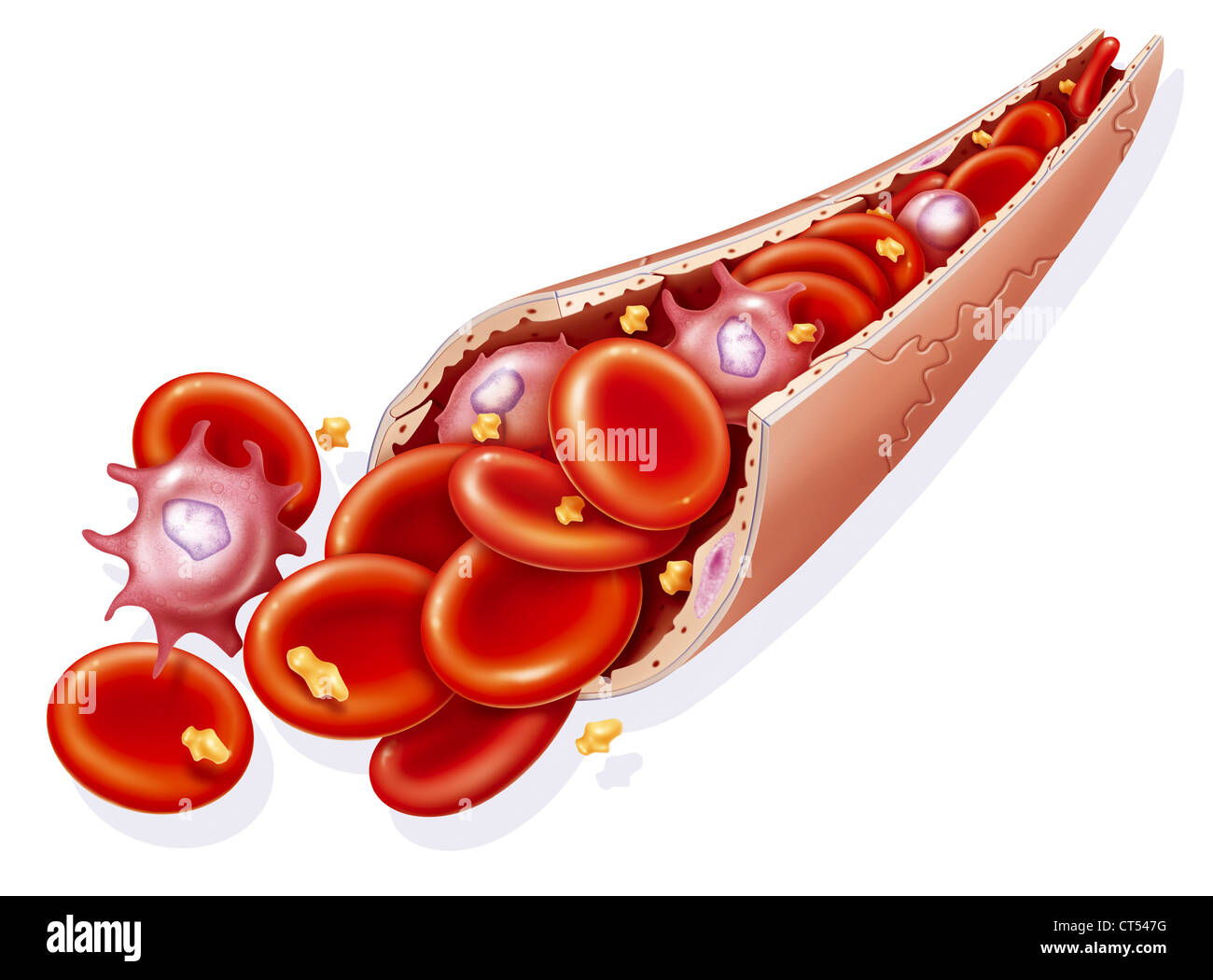 Cellule del sangue, disegno Foto Stock