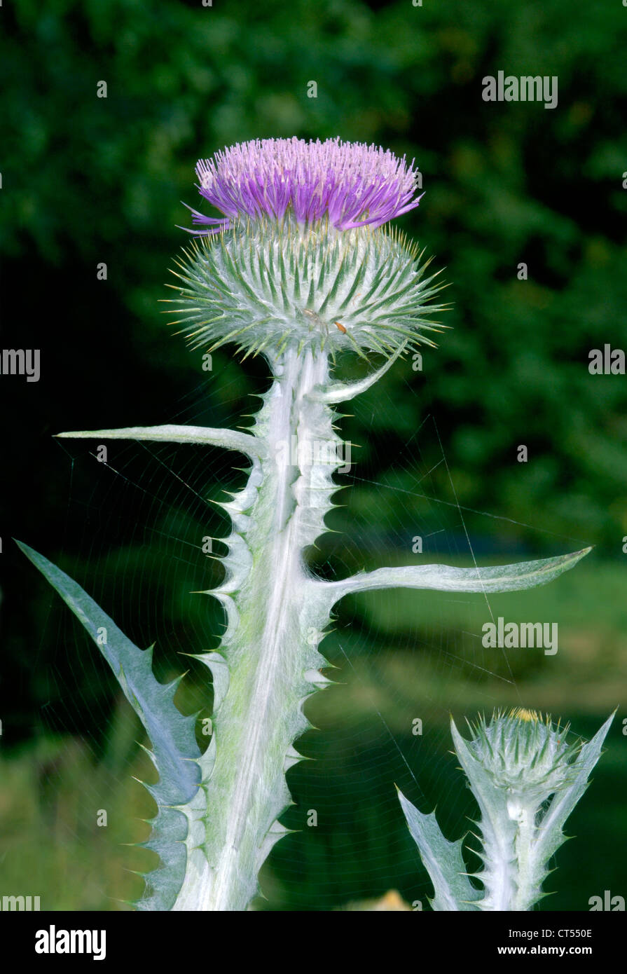 Il cotone THISTLE Onopordum acanthium (Asteraceae) Foto Stock
