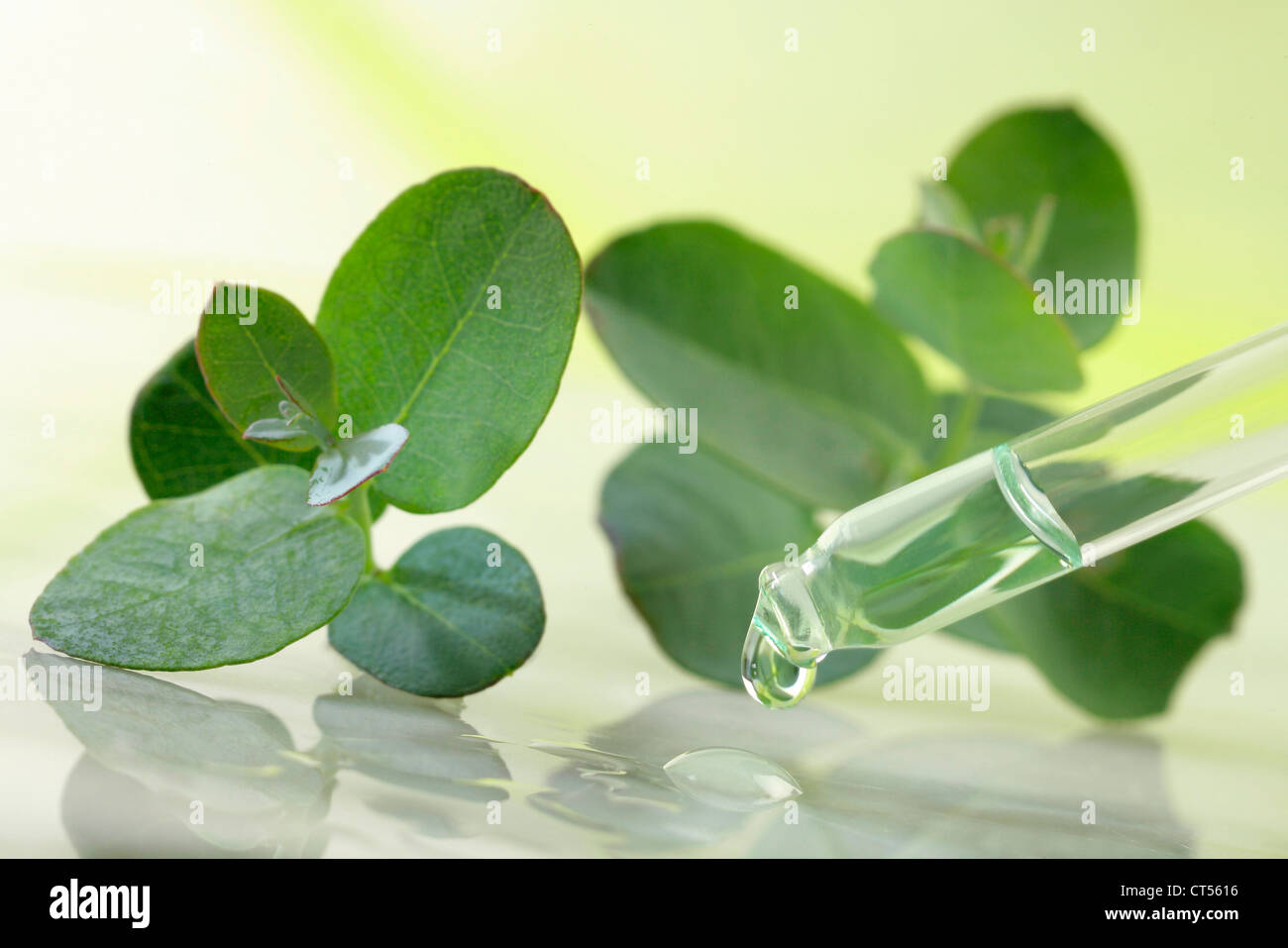 OLIO ESSENZIALE Foto Stock