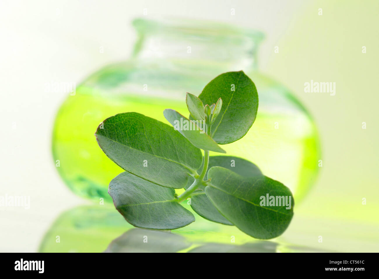 OLIO ESSENZIALE Foto Stock